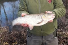 Döbelangeln im Winter - ein Fisch, der keine Angst vor Kälte hat Döbel lassen sich sehr gut im Winter angeln