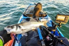 Angeln auf Wolfsbarsch mit Schwimmerfischen