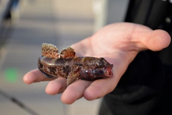 Die Rotmundgrundel, ein hufiger Fisch im Mittelmeerraum