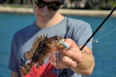 Rockfishing auf Drachenkopf