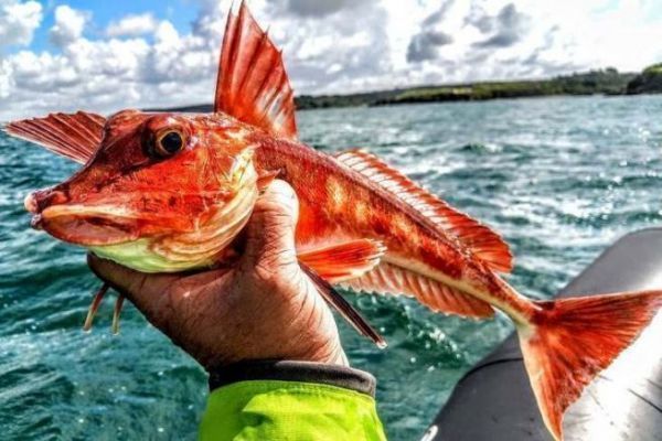 4 verschiedene Arten von Knurrhahn zu entdecken, untypische Fische Die verschiedenen Knurrhähne