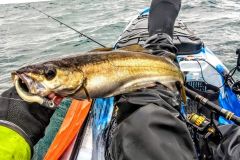 Winterausflug mit dem Kajak, auf der Suche nach dem Ort mit dem Softbait