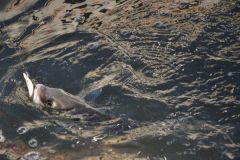 Angeln in Haute-Corse, 3 Fische, die man unbedingt suchen muss