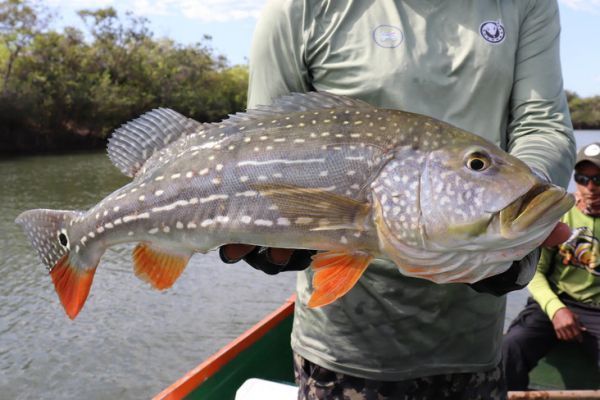 Entdeckung des Rio Tomo und seiner Lagunen zum Angeln von Peacock Bass