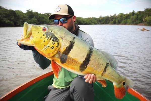 Die Farbe der Kder - ein entscheidender Faktor fr den Peacock Bass!