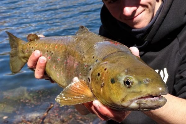 Forellenangeln mit Kdern im Stausee, hbsche Fische