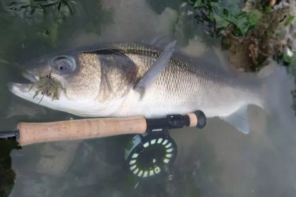 Fliegenfischen auf Wolfsbarsch in der Bretagne, Techniken und Tipps