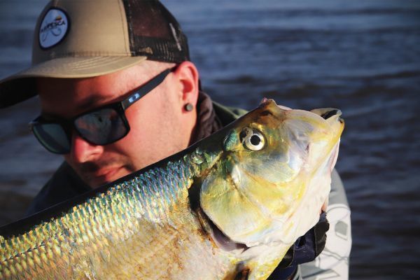 Sardinata - ein sportlicher Fisch aus dem Amazonas, den man unbedingt kennenlernen sollte