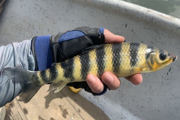 Suche nach kleinen Weifischen auf dem Rio Tomo in Kolumbien