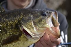 Prespawn und Blackbass