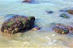 Die Muschel versteckt sich auf Felsen, unter Wasser