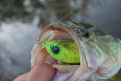 Blackbass mit dem Frosch: eine spielerische und furchterregende Technik