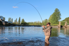 Der Maifisch ist ein spannender und sehr kmpferischer Wanderfisch!