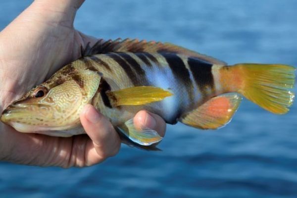 Die SerranoSchrift, eine häufige Art an der Mittelmeerküste