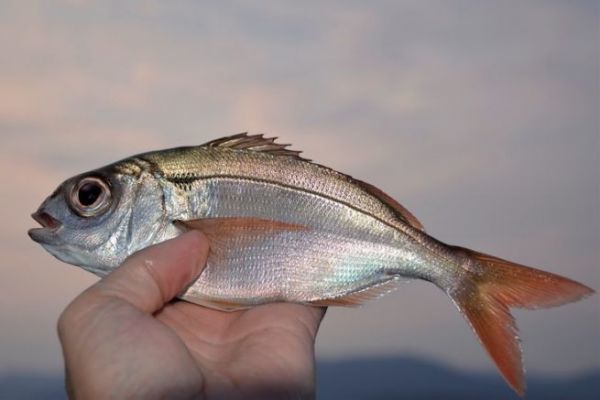 Die Rote Meerbrasse oder der Pagenfisch, ein hufiger Tiefseefisch