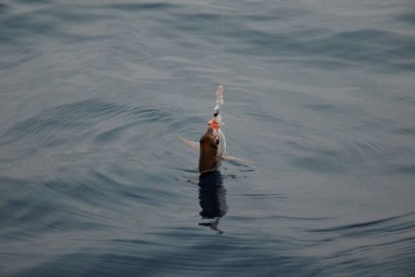Angeln der Rosa Brasse, ein nicht immer leicht zu findender Fisch