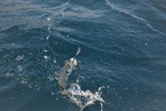 Angeln auf pelagische Fische, warum sollte man Paddeljigs verwenden?