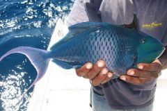 Blauer Distelfisch aus Madagaskar