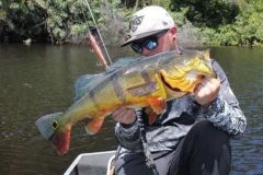 Im Amazonasgebiet auf Peacock Bass angeln gehen