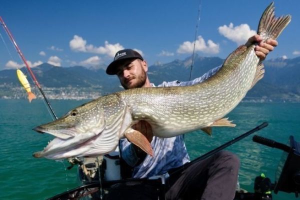 Angeln auf groe Hechte mit dem Balam-Swimbait