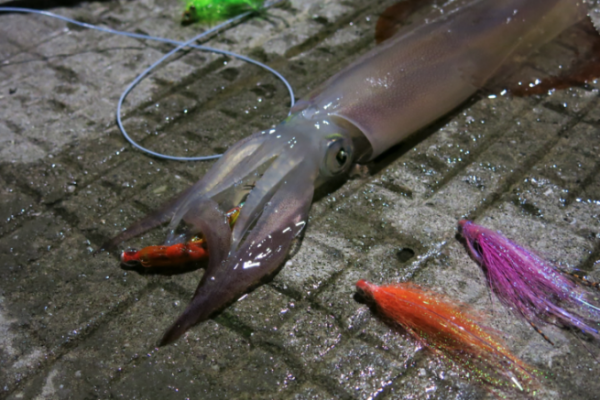 Fliegen und Montagen, um mit der Peitsche nach Tintenfischen zu suchen