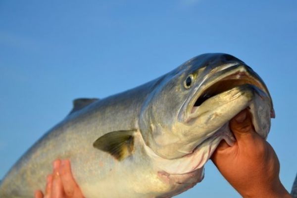 Tassergal mit Lebendfisch angeln, diesen Ruber mit den scharfen Zhnen berlisten