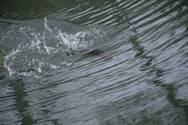 Das Verhalten der Fische gegenber dem Kder