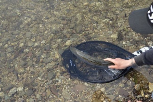 No-kill und Stress für Fische