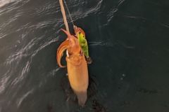 Tintenfisch angeln