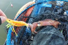 Angeln von Tintenfischen mit dem Kajak