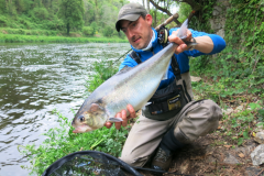 Wo kann man in der Bretagne Maifische mit der Fliege oder dem Köder angeln? Wunderschöner bretonischer Maifisch, der im Blavet mit der Fliege gefangen wurde
