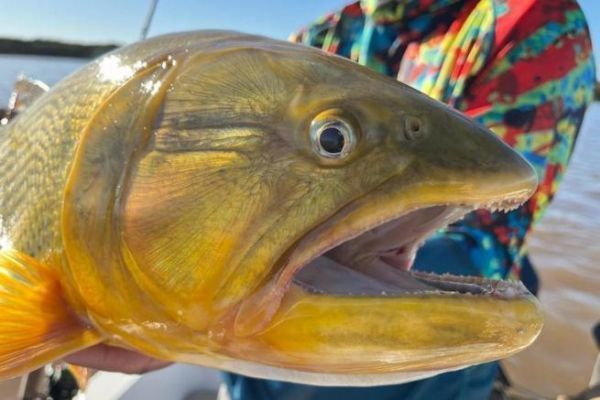 Den Dorado angeln