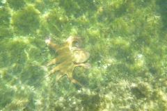 Der Oktopus, eine gefhrdete Art