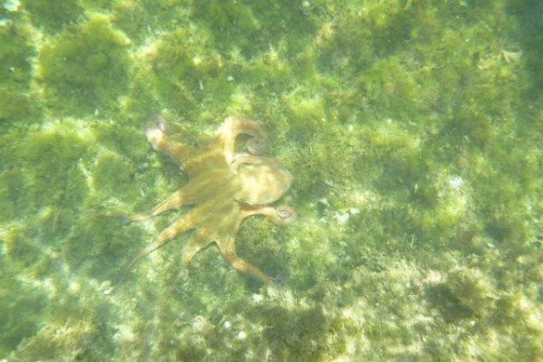 Der Oktopus, eine gefhrdete Art