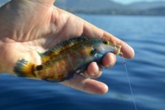 Mediterrane Crenilabra