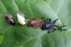 Insekten sind eine Nahrungsquelle fr Fische.