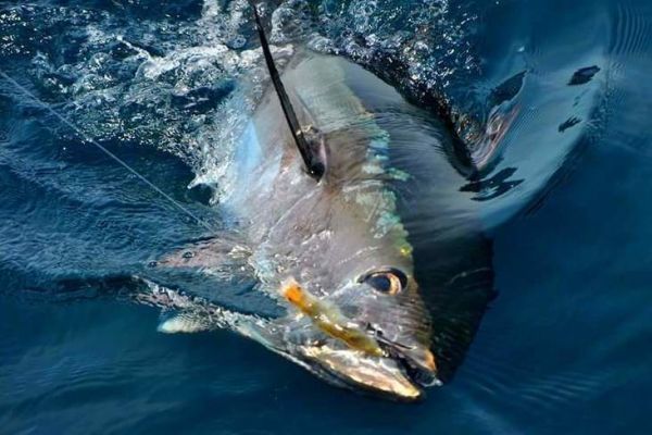 Eine effektive Auswahl der Ausrüstung ist ein Garant für den Erfolg beim Köderfischfang auf Blauflossen-Thunfisch.