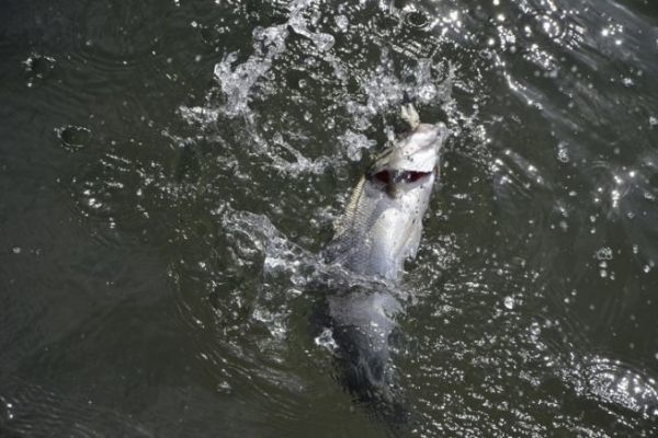 Wolfsangeln im Sommer