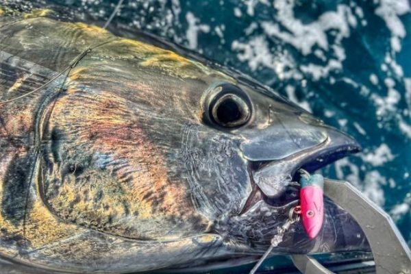Bleikopf X Strong von Fiiish, zum Angeln von großen Fischen Der X-Strong-Kopf von Fiiish ist ein Standard für das Angeln von Blauflossen-Thunfisch mit Ködern.