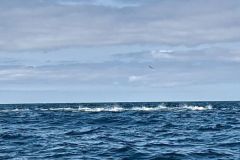 Fange deinen ersten Blauflossenthunfisch mit Köder, finde die Jagden! Das Auffinden von Thunfischjagden ist ein Schritt, bei dem man einige Parameter beherrschen muss.