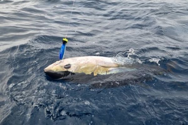 Ein regulierter Fischfang