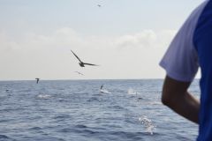 Mit Kder auf Blauflossenthunfisch fischen