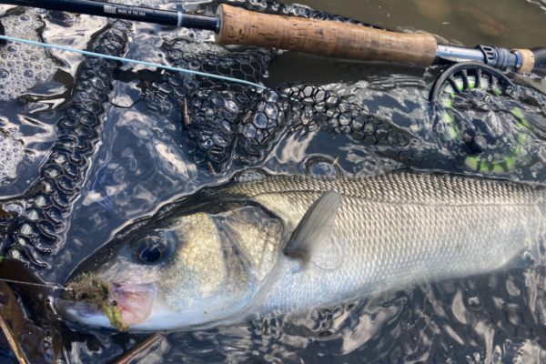 Sichtfischen auf Wolfsbarsch mit der Fliege, eine schne Session in der Flussmndung