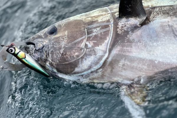 Wie können Sie die Fänge Ihrer verschiedenen Angeln am besten verewigen? Roter Thunfisch mit Köder gefangen Dzanga