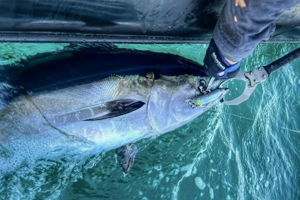Letzte Fahrt der Saison auf der Suche nach Blauflossen-Thunfisch auf der Jagd Einer der letzten Blauflossen-Thunfische der Saison!