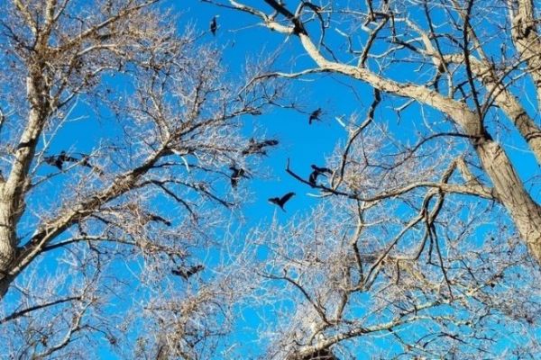 Große Kormorane, Gelegenheit für Fischer, ihre Meinung zu äußern Den Kormoran regulieren