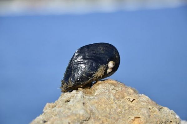 Die verschiedenen Muscheln, die man als Köder beim Meeresangeln verwenden kann Mit Muscheln fischen