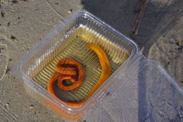 Schleppnetzwurm, ein unverzichtbarer Köder beim Fischen im Mittelmeer Mit dem Schleppnetzwurm fischen