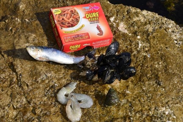 Kennenlernen der verschiedenen Köder, die man beim Angeln im Meer verwenden kann Verschiedene Köder für das Angeln im Meer
