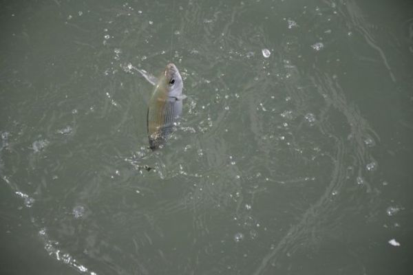 Meeresangeln, welche Kder fr welche Fische verwenden?